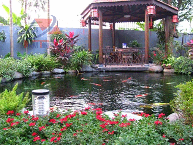 thi-công-hồ-cá-koi-10 làm hồ cá koi 10