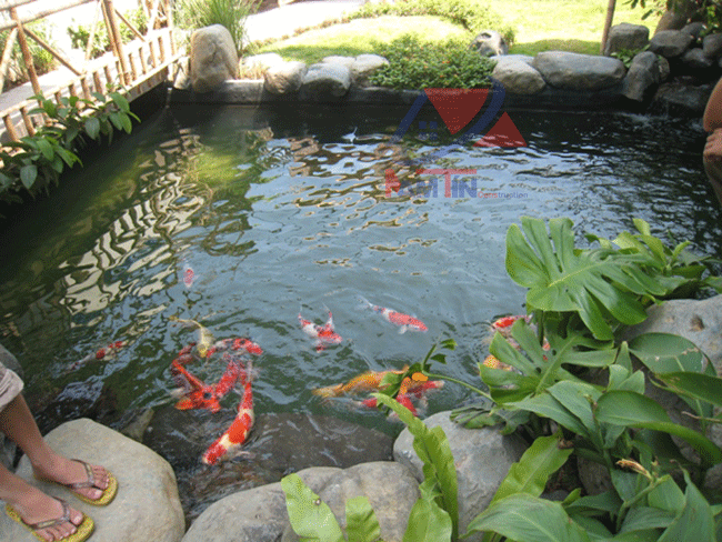 thi-công-hồ-cá-koi-12 làm hồ cá koi 12